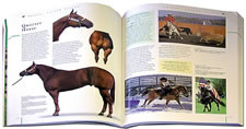 The Ultimate Enclyclopedia of Horse Breeds & Horse Care Hook Book By Judith Draper