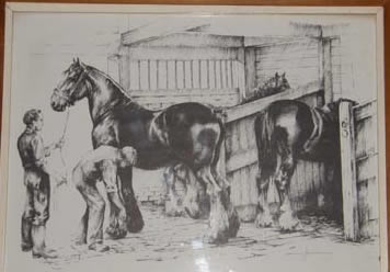 Clydesdale Belgian Percheron Draft Horse Print Framed Print Pen Ink Draft Horses In Barn Standing Stalls
