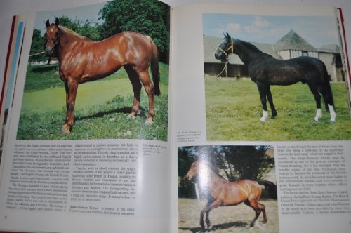 Horses Of The World The World Of Nature Coffee Table Vintage Horse Book By Pamela MacGregor Morris & Nereo Lugli