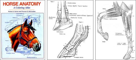 Horse Anatomy A Coloring Atlas 2nd Edition Horse Musculoskeletal Guide Book By Robert A Kainer & Thomas O. McCraken