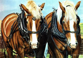 Belgian Draft Horses Note Card For Framing Draft Horses in Harness Horse Blank Greeting Card Working Together Janet Griffin Scott