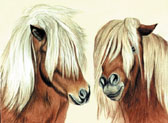 Shaggy Ponies Note Card For Framing Haflinger Pony Horse Blank Greeting Card We Both Need A Trim Janet Griffin Scott