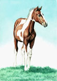Paint Colt Note Card For Framing Chestnut Pinto Foal Horse Blank Greeting Card Janet Griffin Scott
