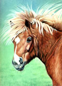 Fuzzy Pony Note Card For Framing Shetland Pony Miniature Horse Blank Greeting Card Bad Hair Day Janet Griffin Scott