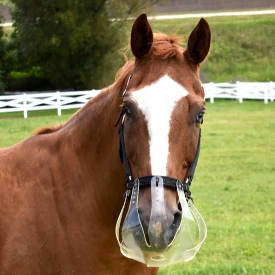 Thinline Flexible Filly Grazing Muzzle Oversize WB Draft Horse