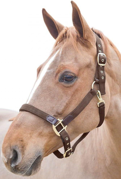 Horze Crescendo Holbrook Fleece Lined Halter Adjustable Chin Halter Throat Snap Nylon Warmblood XL Horse Halter XF