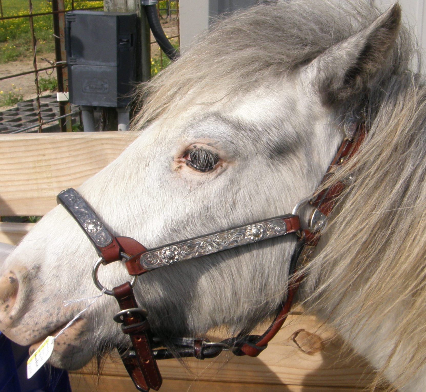 Dale Chavez Western Show Halter Stock Halter Weanling/Pony/Class B Mini Horse Silver Show Halter