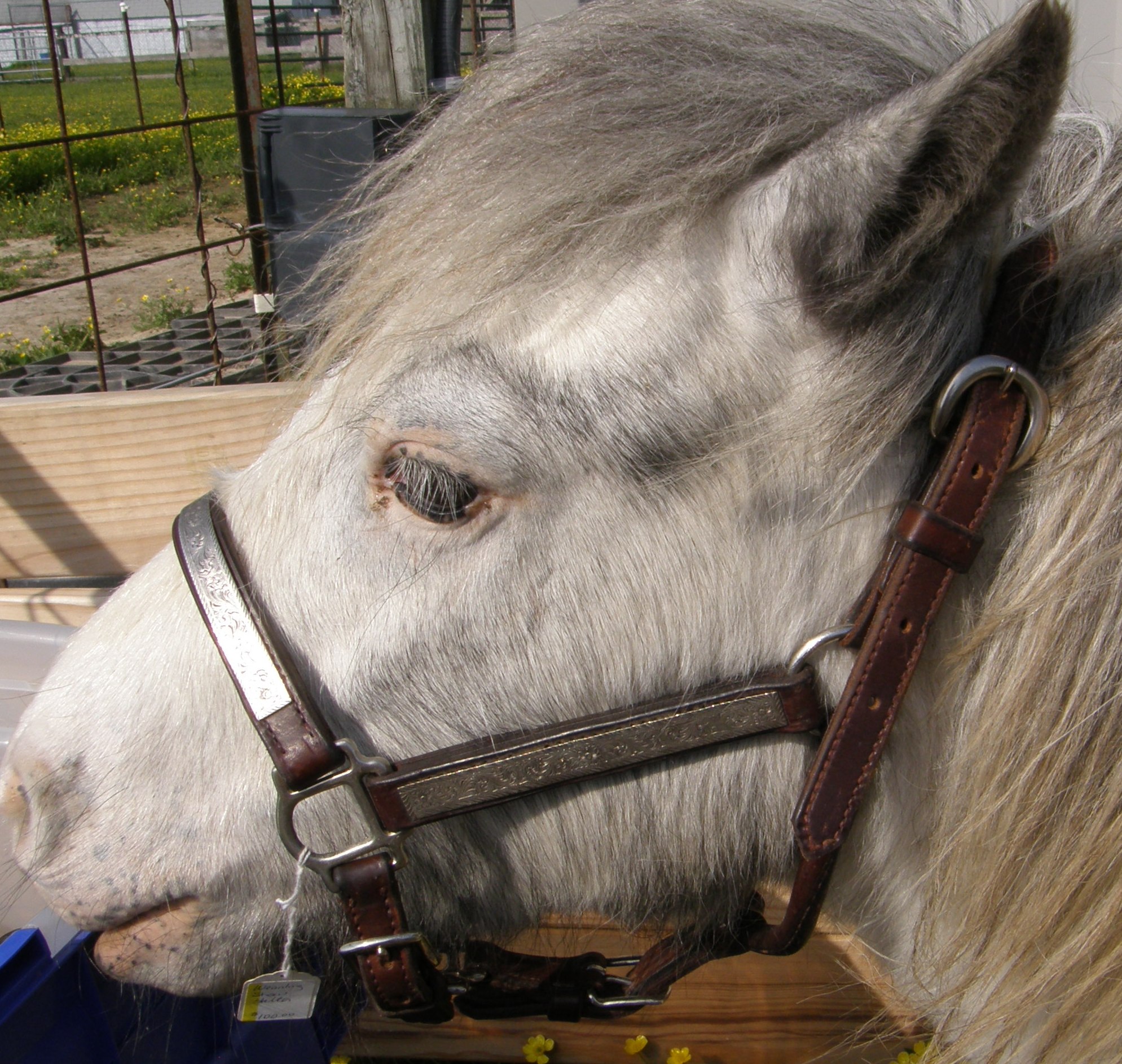Western Stock Show Halter Silver Show Halter Pony/Weanling/Class B Mini Horse Miniature Horse Show Halter