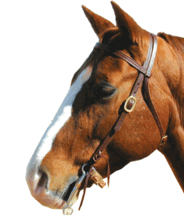 Shenandoah Browband Western Headstall Dark Oil Western Bridle Horse